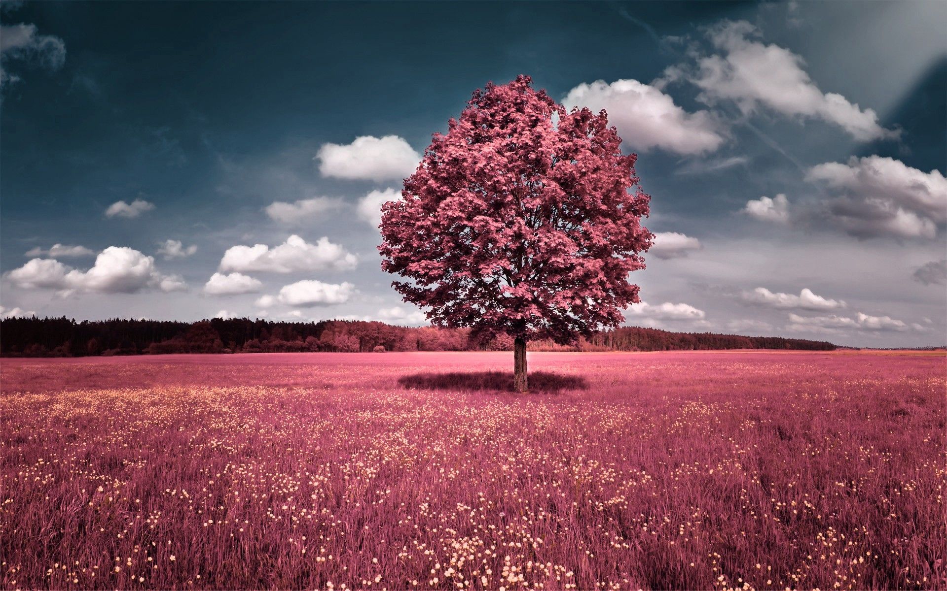 388755-free-download-pink-full-hd-desktop-wallpaper-wallpaper-high (1).jpg